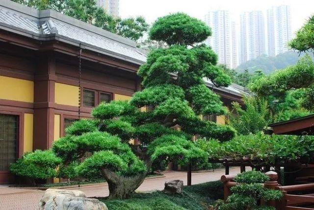 庭院的“主心骨”该怎么选择？
