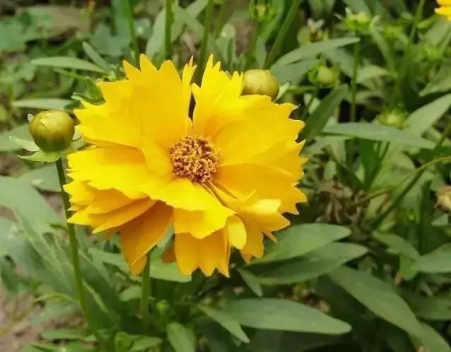 花境设计不用愁，国内60种热门花境植物汇总