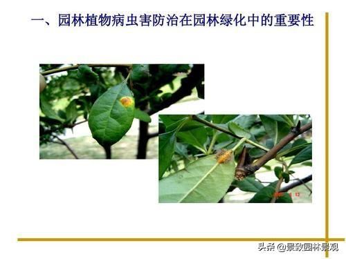 园林植物常见病虫害汇总（收藏篇），或许对你有用！持续更新
