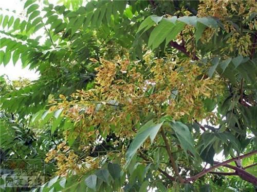 80种常见园林植物 · 景观设计师必知