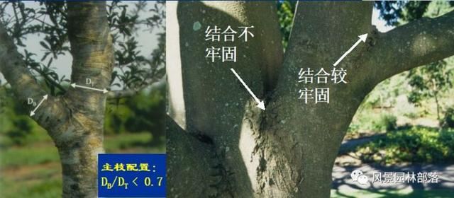 在这个看脸的时代，园林植物也需要"整形"！一起聊聊园林植物修剪