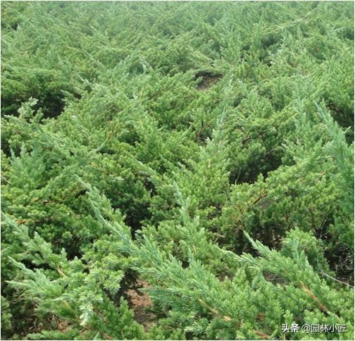 园林植物观赏特性——树形，为你总结了4个方面，更好记忆