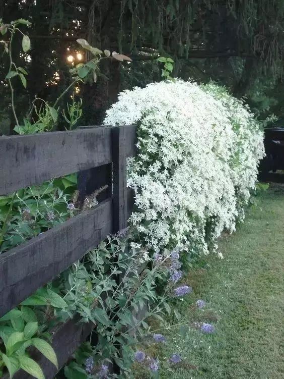 技巧：庭院花园植物配置