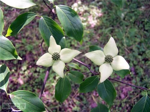 80种常见园林植物 · 景观设计师必知