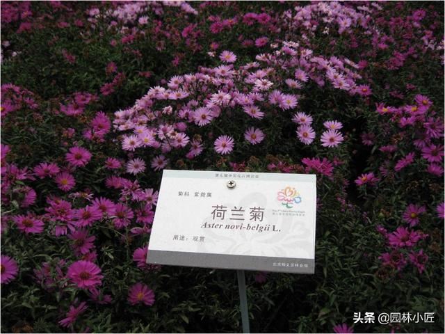 常见的花卉品种，你都认识吗？