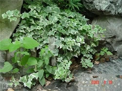 80种常见园林植物 · 景观设计师必知