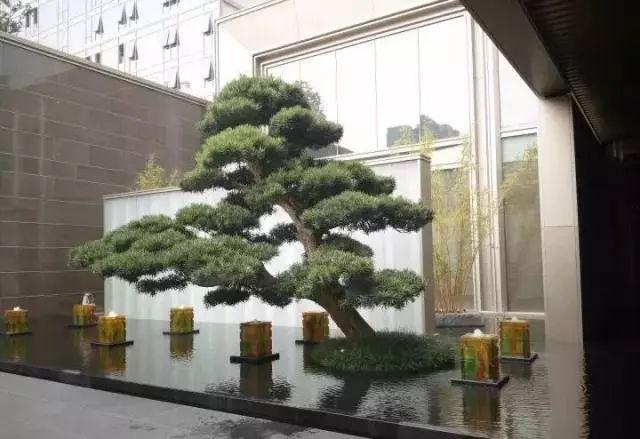庭院的“主心骨”该怎么选择？