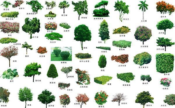 中国景观植物大全