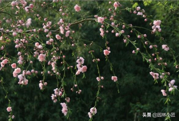 园林植物观赏特性 | 重点树木的心理效应（干货）