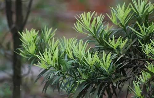 80种常见园林植物 · 景观设计师必知