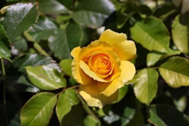 混合花境设计与种植建议！-园林景观干货