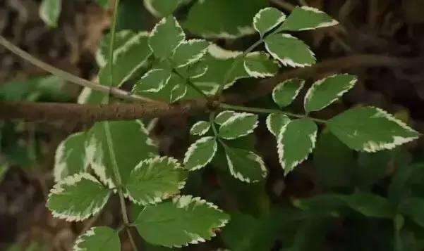 花境设计不用愁，国内60种热门花境植物汇总