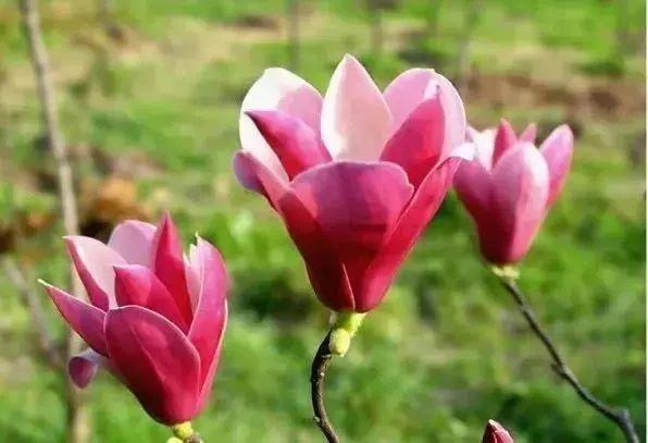 庭院的“主心骨”该怎么选择？