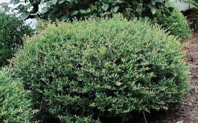 混合花境设计与种植建议！-园林景观干货