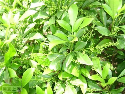 80种常见园林植物 · 景观设计师必知