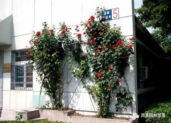在这个看脸的时代，园林植物也需要"整形"！一起聊聊园林植物修剪