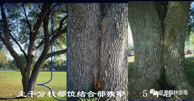 在这个看脸的时代，园林植物也需要"整形"！一起聊聊园林植物修剪
