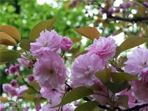 80种常见园林植物 · 景观设计师必知
