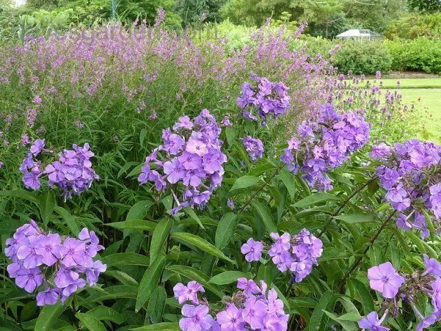 混合花境设计与种植建议！-园林景观干货