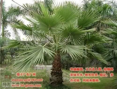 80种常见园林植物 · 景观设计师必知
