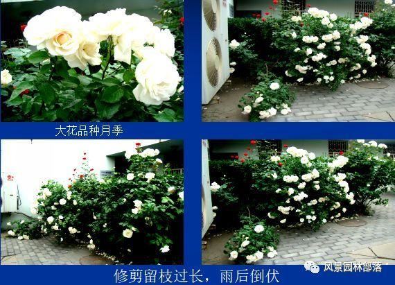 在这个看脸的时代，园林植物也需要"整形"！一起聊聊园林植物修剪