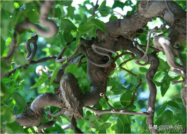 园林植物观赏特性——树形，为你总结了4个方面，更好记忆
