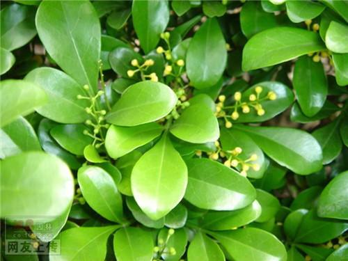 80种常见园林植物 · 景观设计师必知