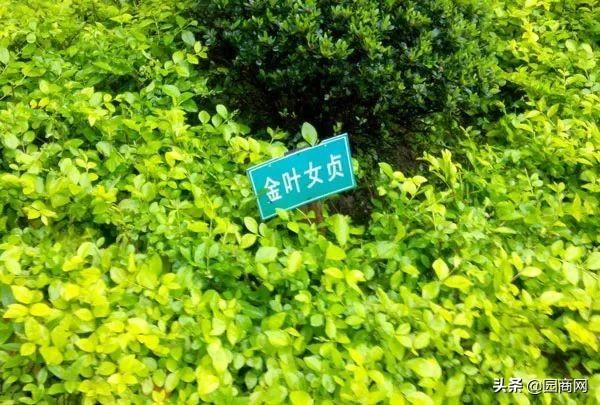 绿篱苗有很多种，但都没有这9种应用广泛