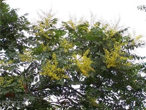 80种常见园林植物 · 景观设计师必知