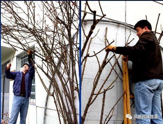在这个看脸的时代，园林植物也需要"整形"！一起聊聊园林植物修剪