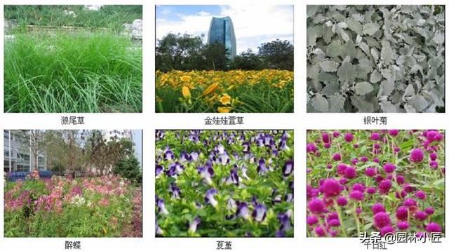 常见的花卉品种，你都认识吗？
