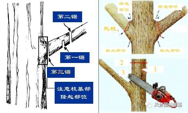 在这个看脸的时代，园林植物也需要"整形"！一起聊聊园林植物修剪