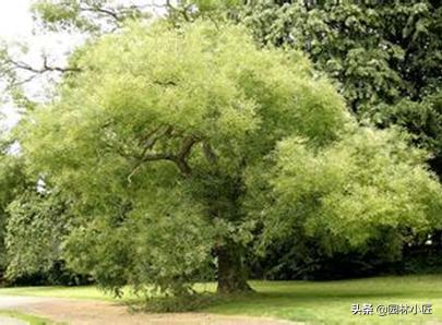 常用植物配置手法——孤赏树