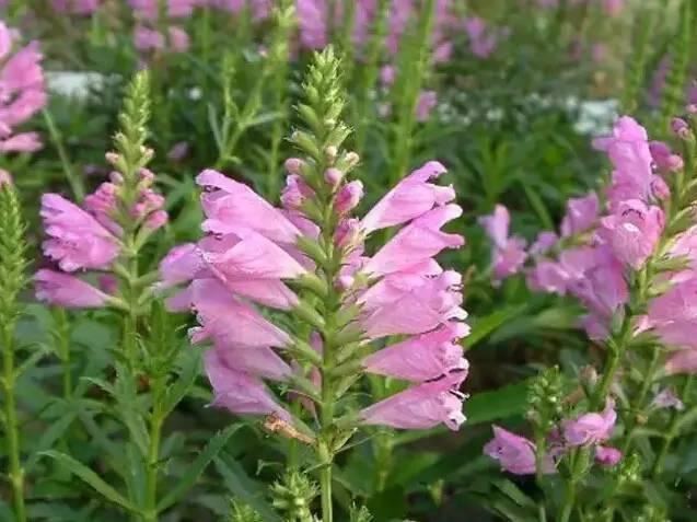 花境设计不用愁，国内60种热门花境植物汇总