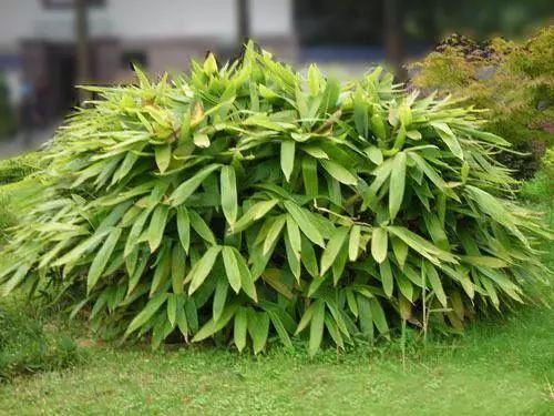 园林绿化中常用的耐阴地被植物
