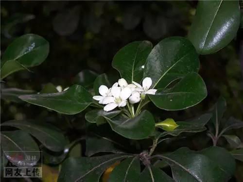 80种常见园林植物 · 景观设计师必知