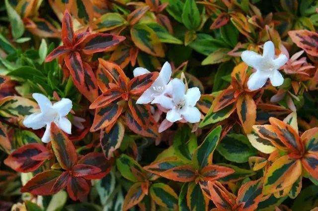 混合花境设计与种植建议！-园林景观干货