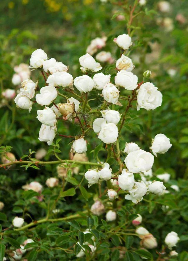 混合花境设计与种植建议！-园林景观干货