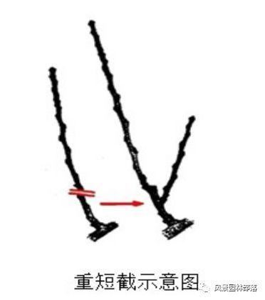 在这个看脸的时代，园林植物也需要"整形"！一起聊聊园林植物修剪