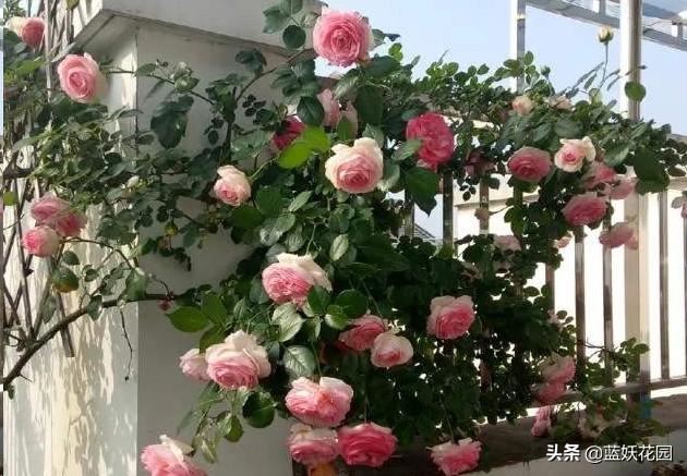 围栏围墙植物，就选这6种，好看防盗效果好