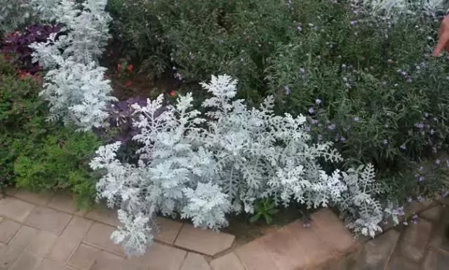 花园边角软化：镶边地被植物20款，超美的