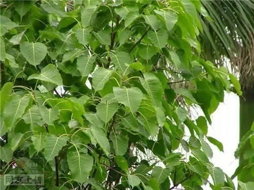 80种常见园林植物 · 景观设计师必知