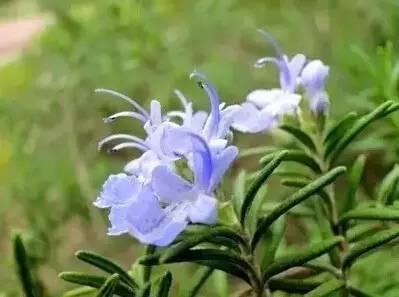 花境设计不用愁，国内60种热门花境植物汇总