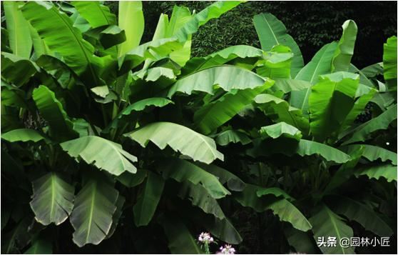 园林植物观赏特性——叶形，案例总结