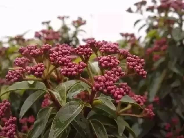花境设计不用愁，国内60种热门花境植物汇总