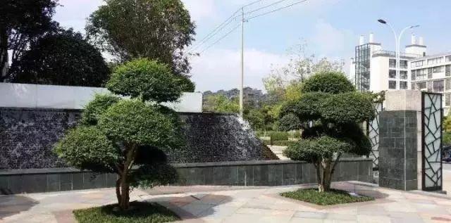 庭院的“主心骨”该怎么选择？