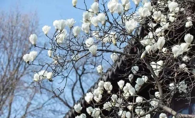 庭院的“主心骨”该怎么选择？