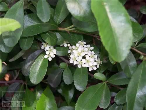 80种常见园林植物 · 景观设计师必知