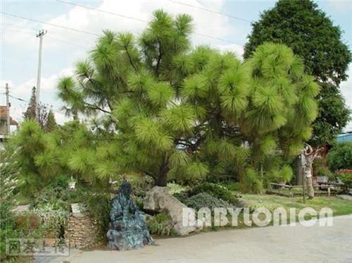 80种常见园林植物 · 景观设计师必知