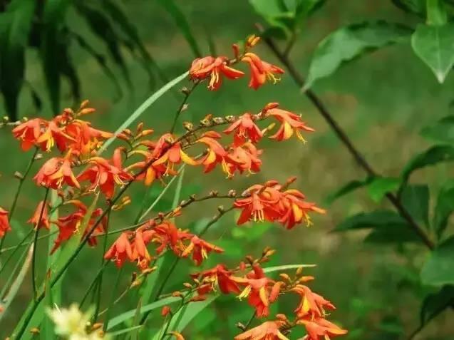 花境设计不用愁，国内60种热门花境植物汇总